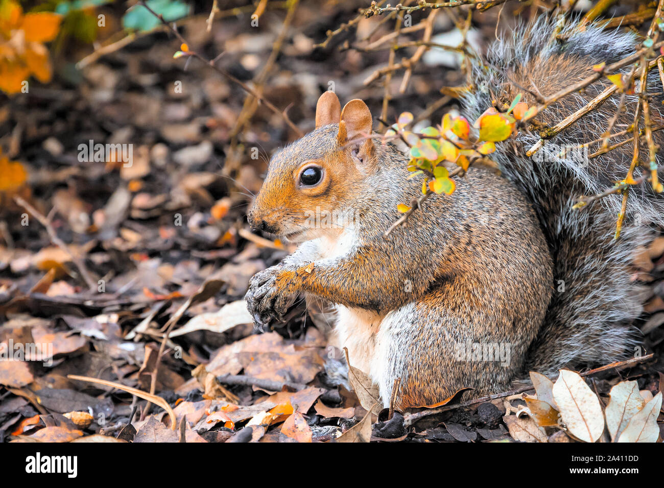 Lo scoiattolo mangiare ghiande nel Regent's Park di Londra Foto Stock