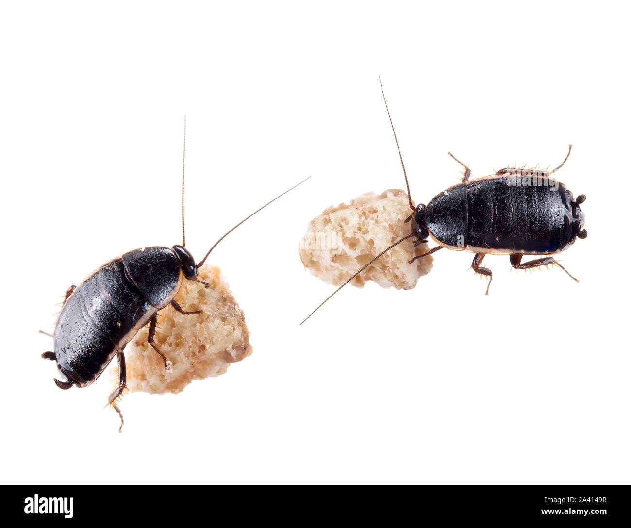 Loboptera decipiens. Nero piccolo scarafaggi europea, scarafaggi. Con le briciole isolato su bianco. Foto Stock