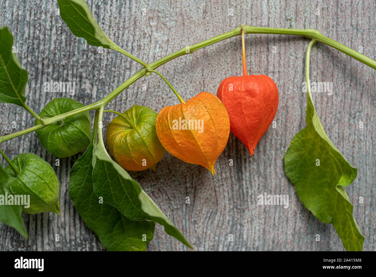 Bucce di frutta della lanterna cinese Foto Stock