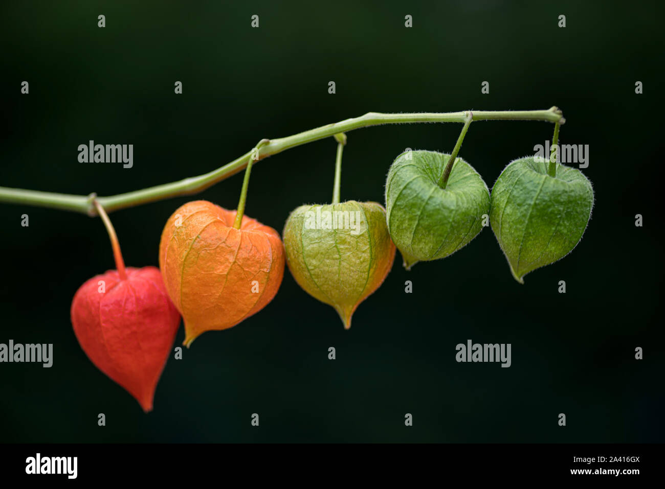 Physalis alkekengi bucce di frutta Foto Stock