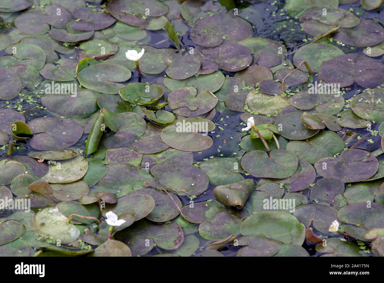 Frogbit sul Pocklington Canal Foto Stock