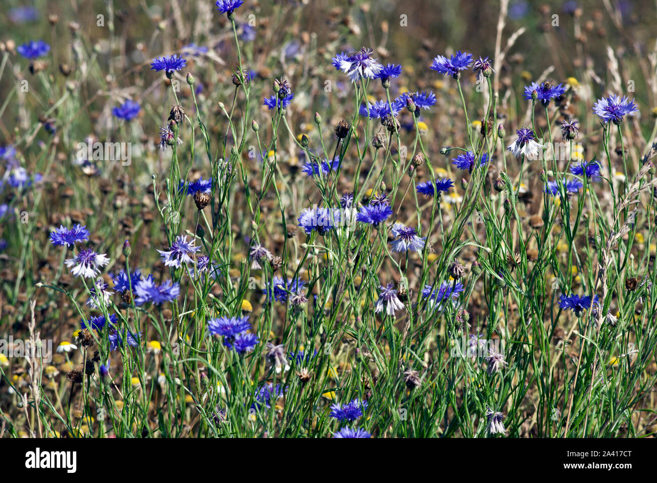 Cornflowers in un prato di piantare Foto Stock