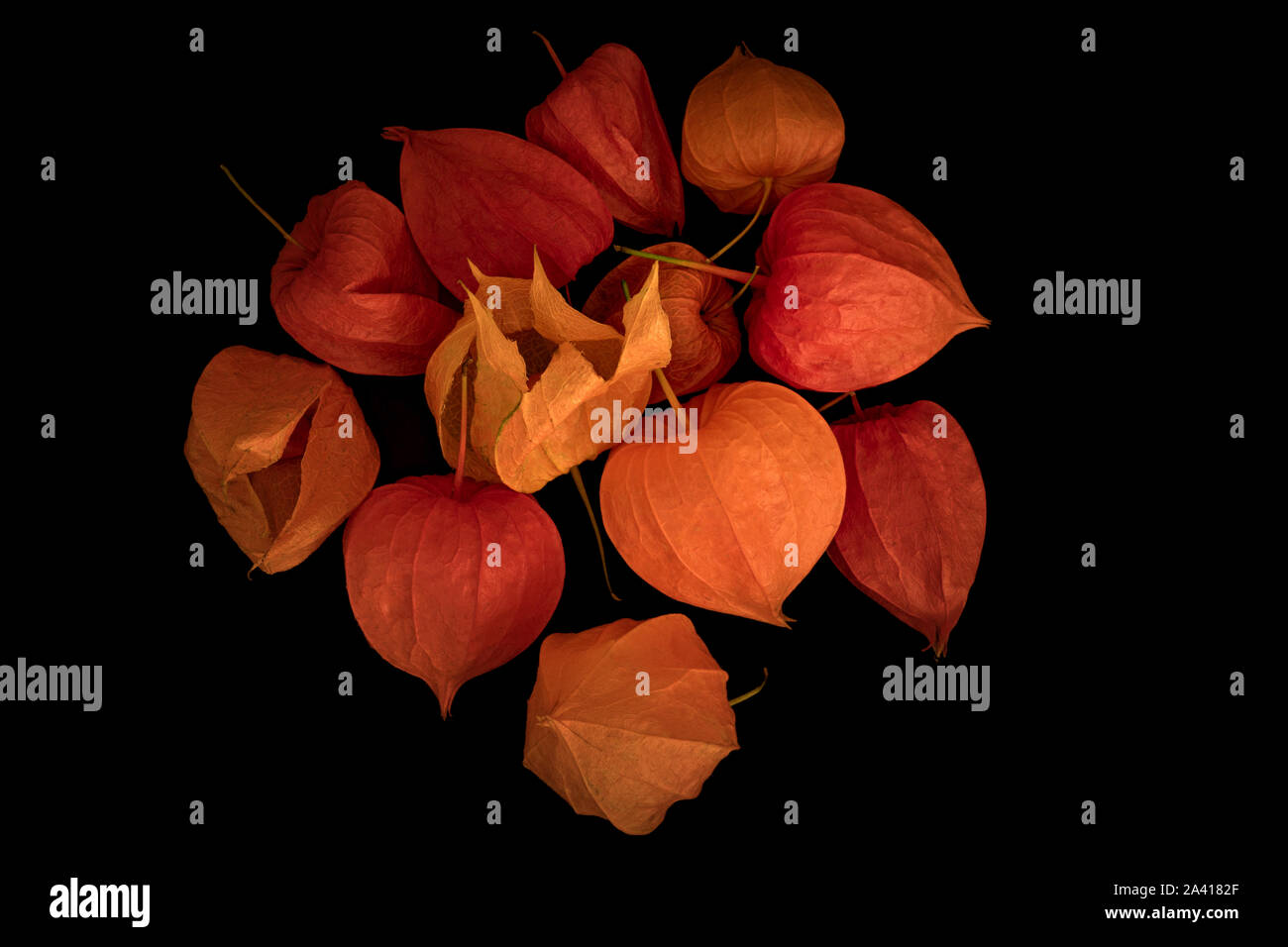 Bucce di frutta della lanterna cinese Foto Stock