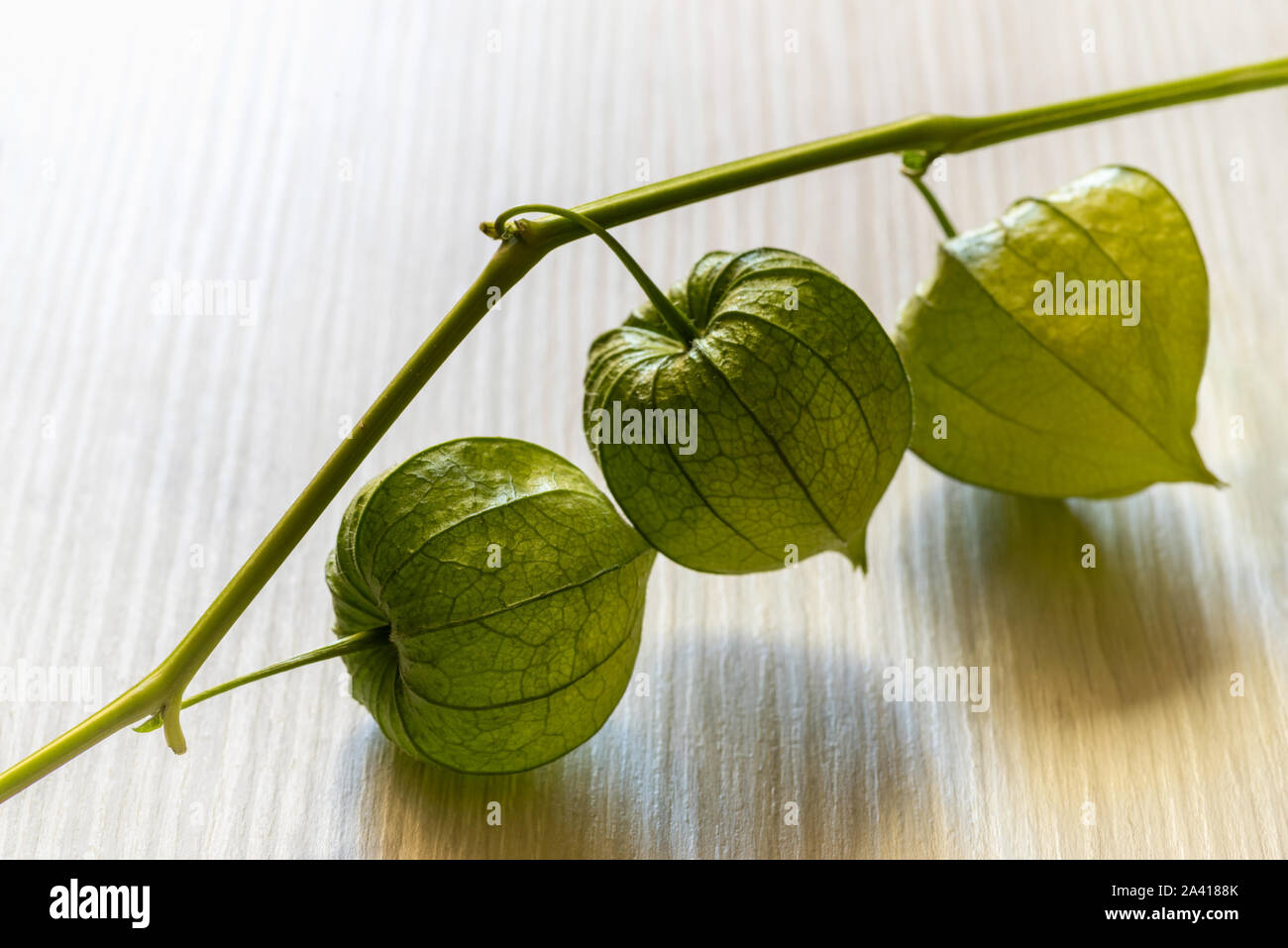 Immaturo frutta verde lolla della lanterna cinese Foto Stock