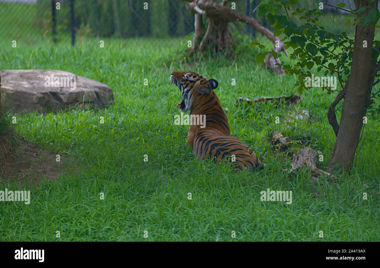 Illustrazione di Tiger lato profilo testa sbadigli Foto Stock