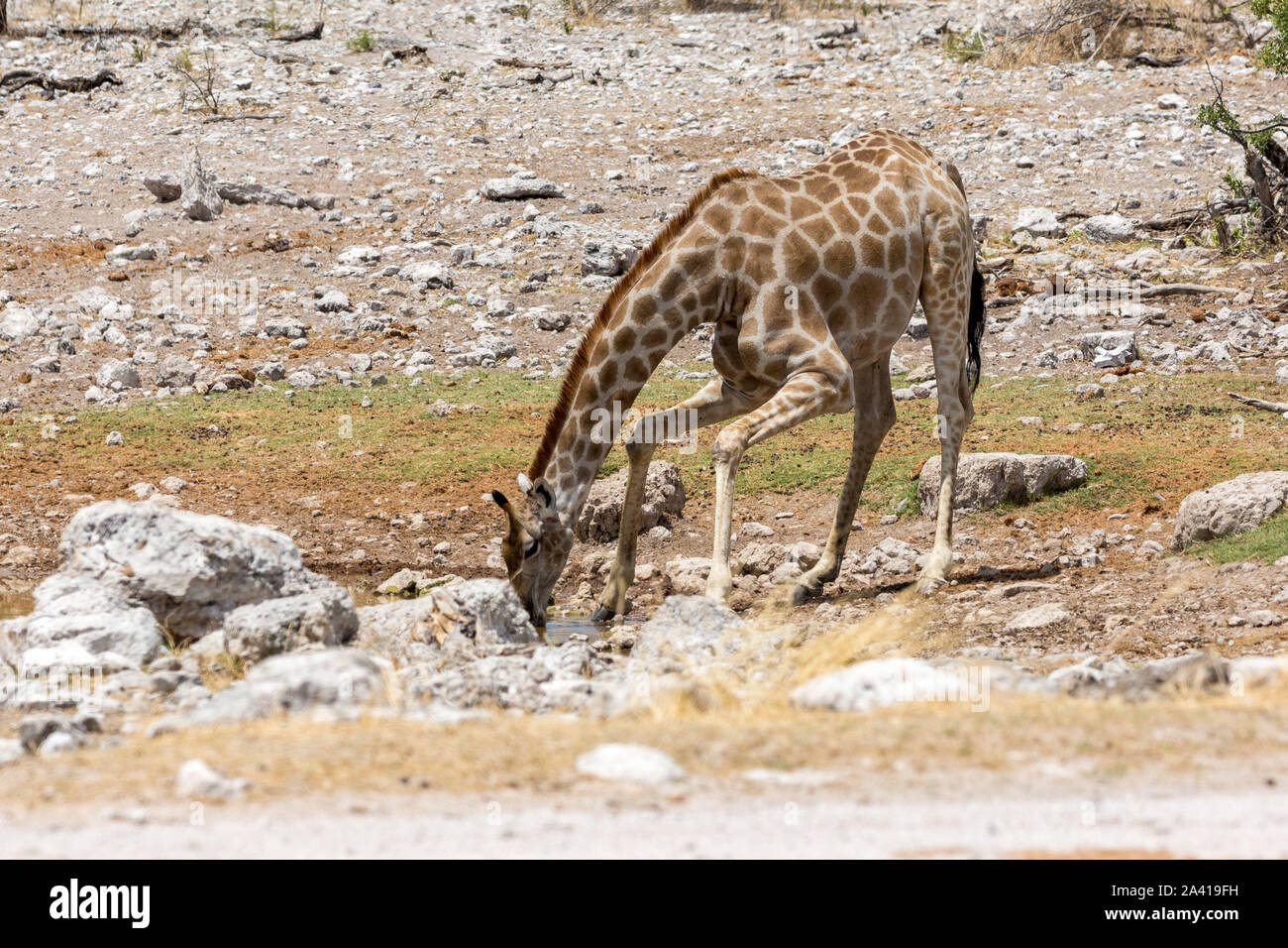 Una giraffa di bere da un piccolo waterhole, Etosha, Namibia, Africa Foto Stock