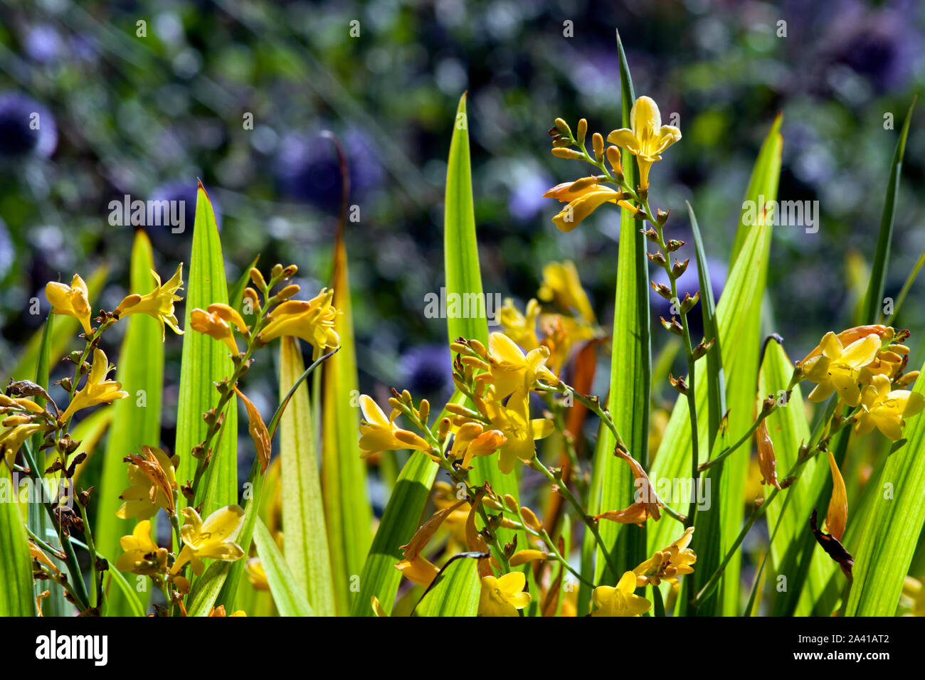 Crocosmia x crocosmiiflora 'Citronella' Foto Stock Crocosmia x crocosmiiflora 'Citronella' Foto Stock