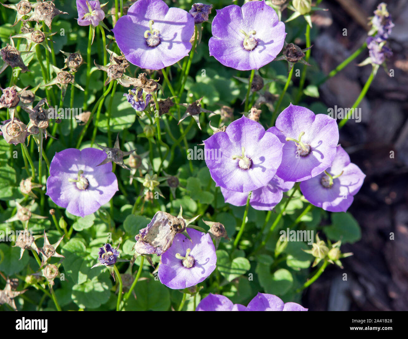 Campanula 'Samantha' Foto Stock