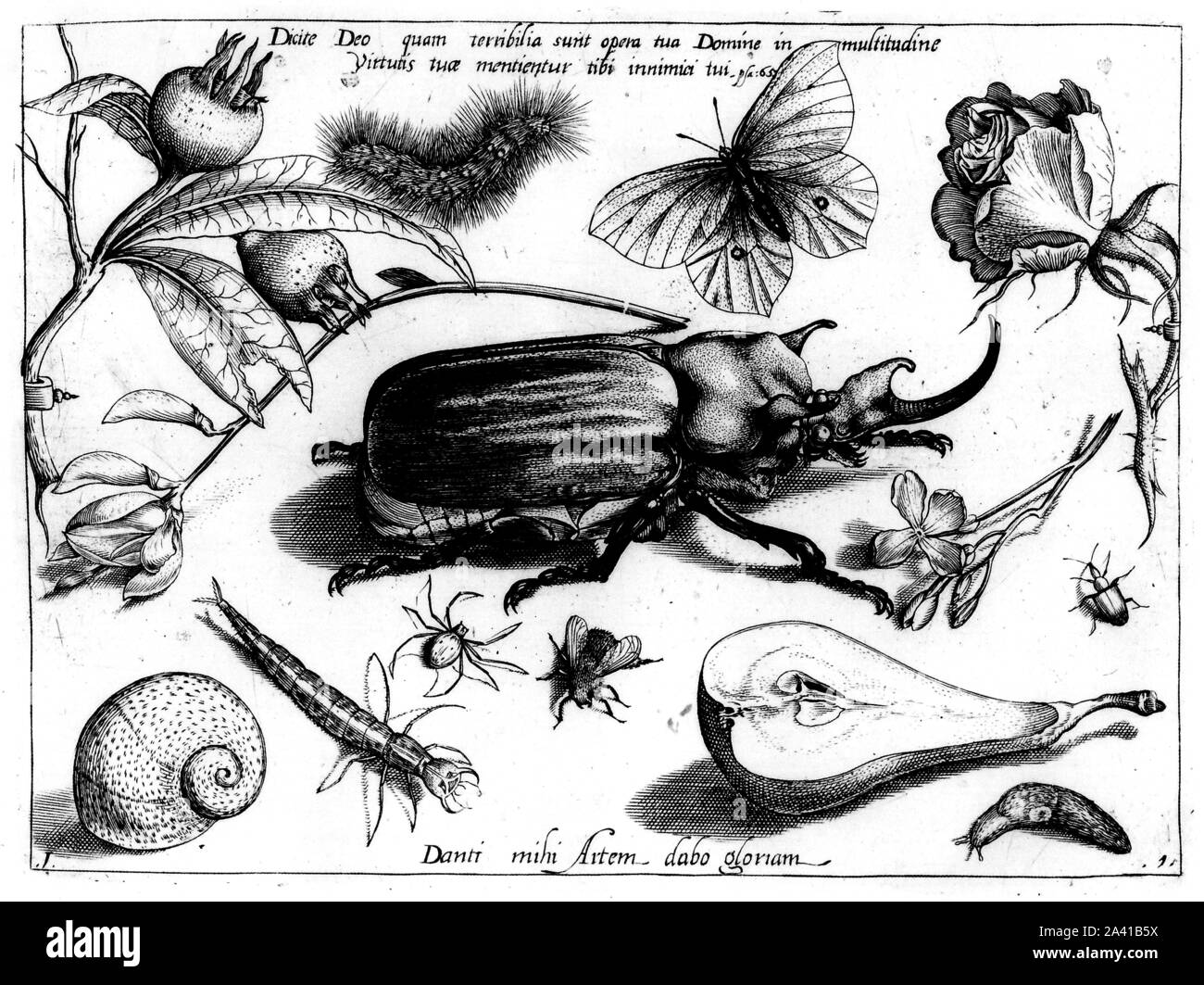 Gli animali e le piante, le illustrazioni di Georg Hoefnagel, elefante beetle, Elefantenkaefer, Hirschkaefer, la pera comune, birne, spinne. Archetypa Studiaque. Foto Stock