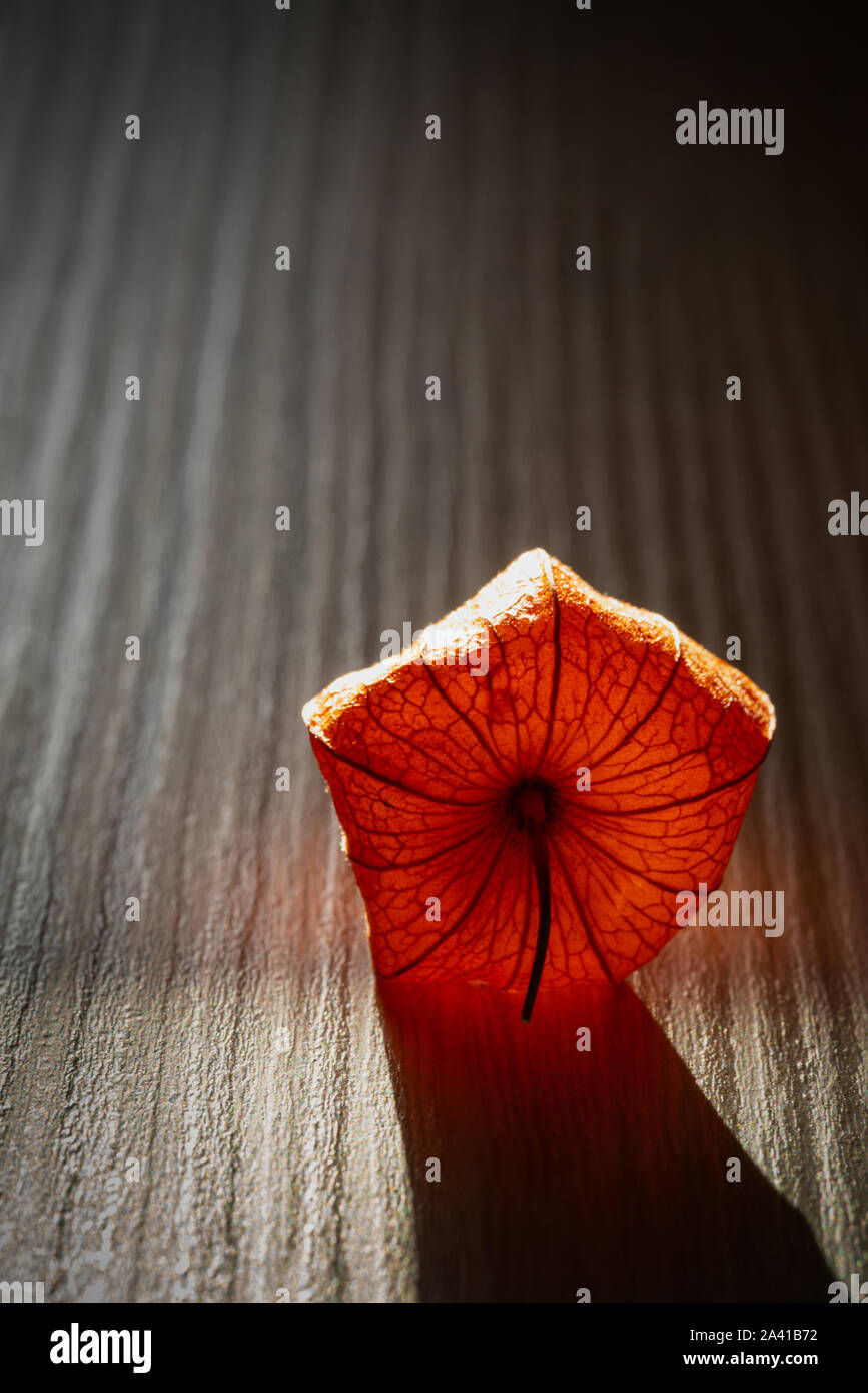Bucce di frutta della lanterna cinese Foto Stock