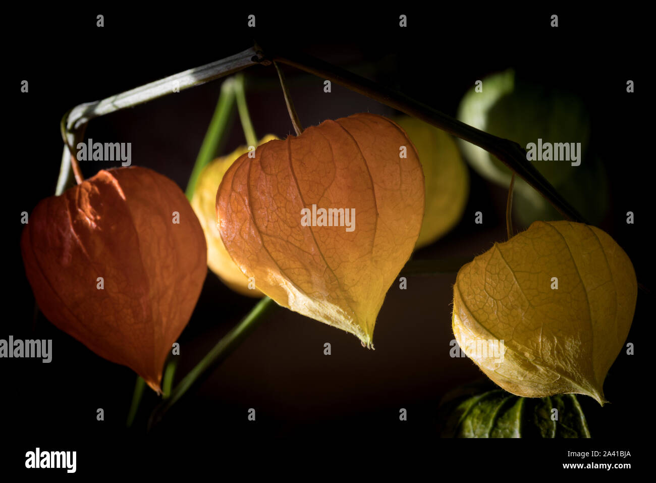 Bucce di frutta della lanterna cinese Foto Stock