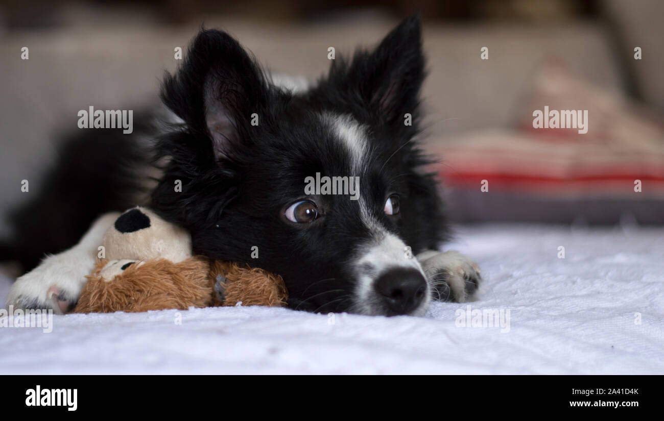Un simpatico Border Collie cucciolo di cane, rilassato con il suo giocattolo sul divano Foto Stock