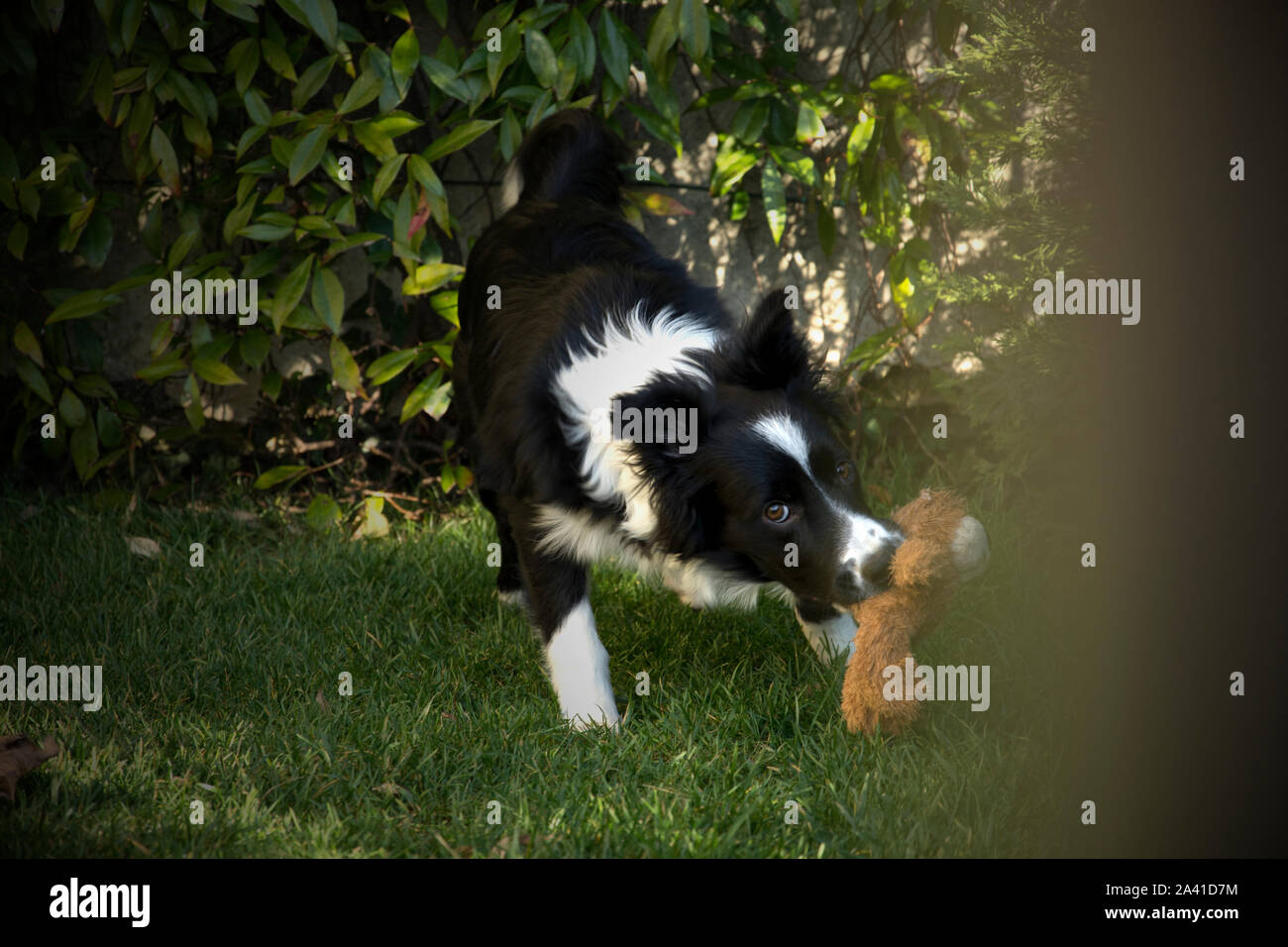 Border Collie cucciolo gioca con il suo giocattolo in giardino Foto Stock