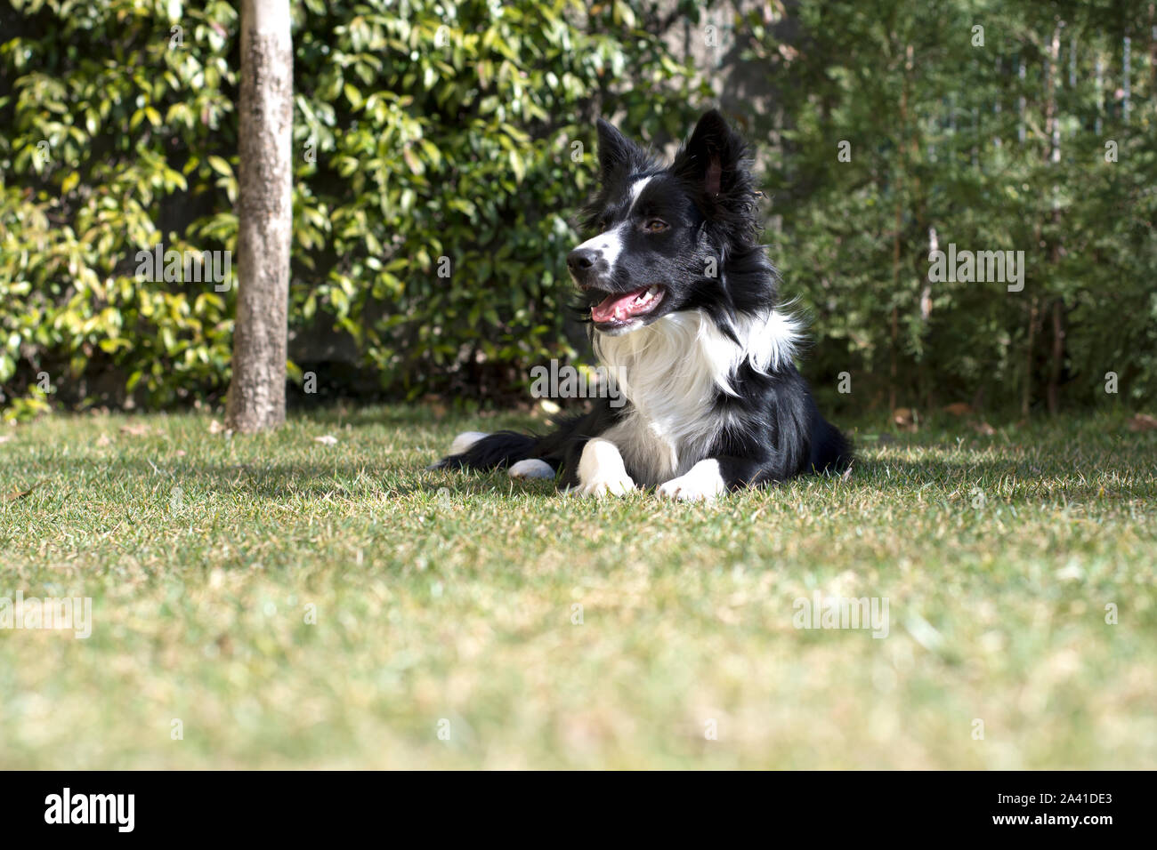 Un simpatico e tenero Border Collie cucciolo di cane, Rilassati in giardino Foto Stock