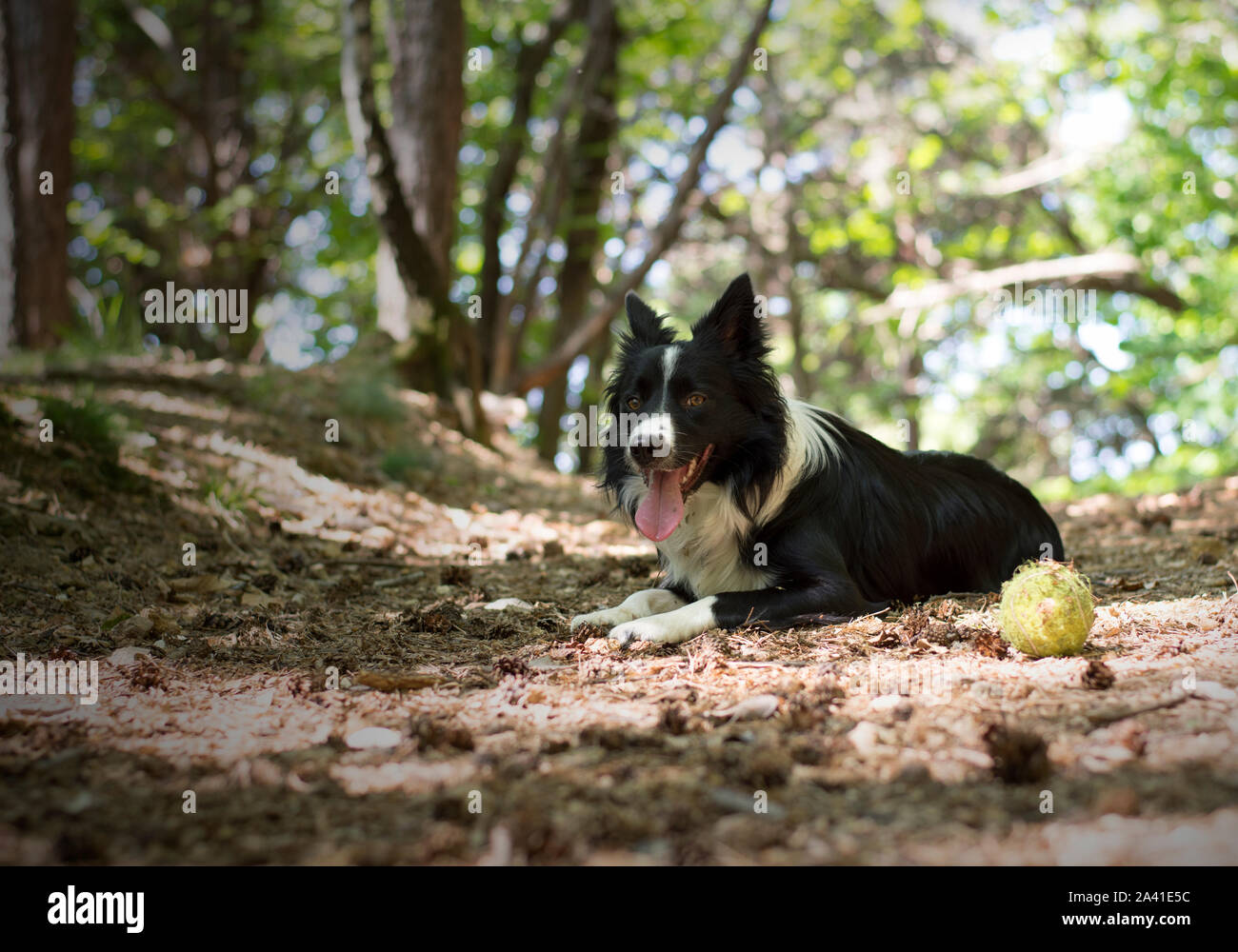 Un Border Collie cucciolo di relax con la palla, nei boschi. Foto Stock