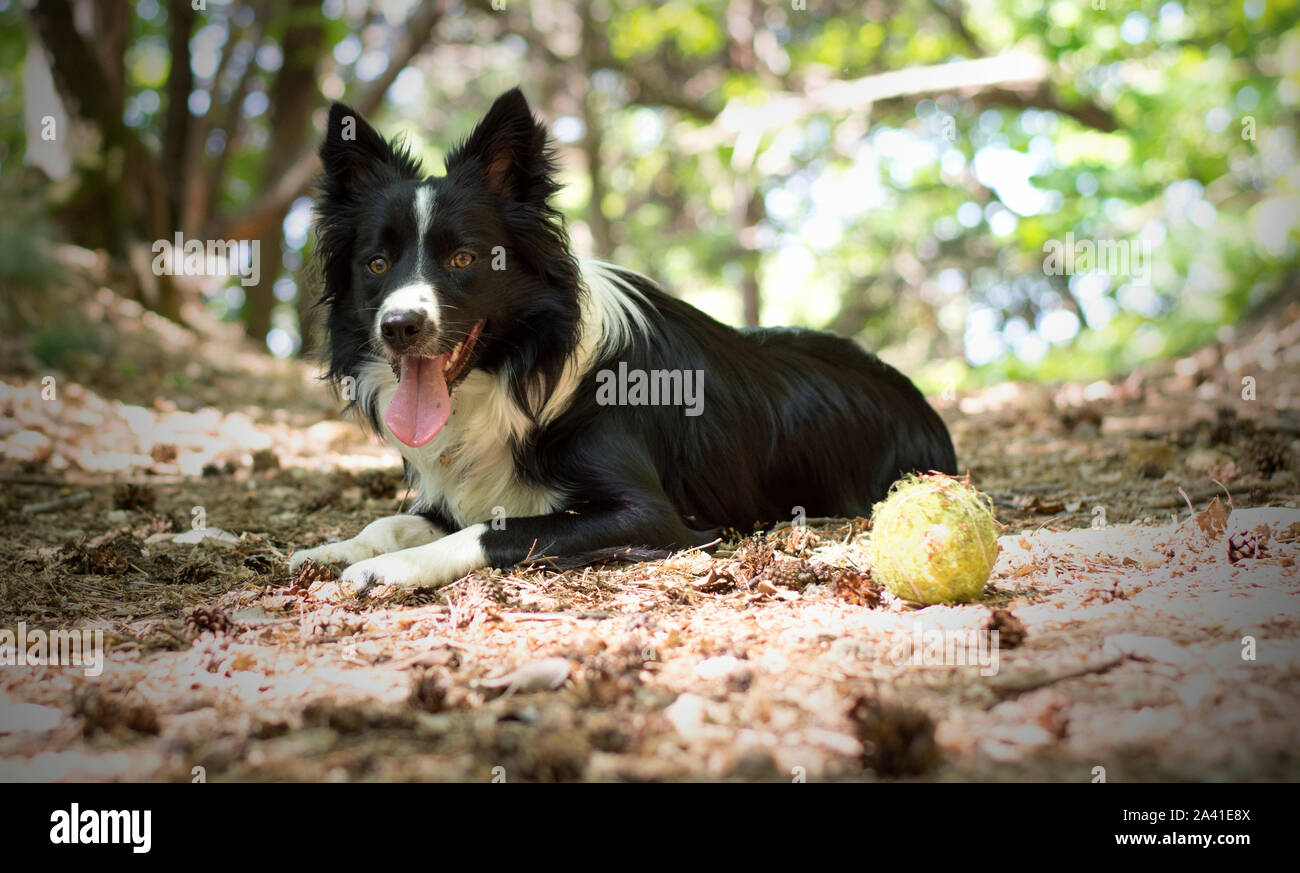 Una gara Border Collie cucciolo di relax con la palla, nei boschi. Foto Stock