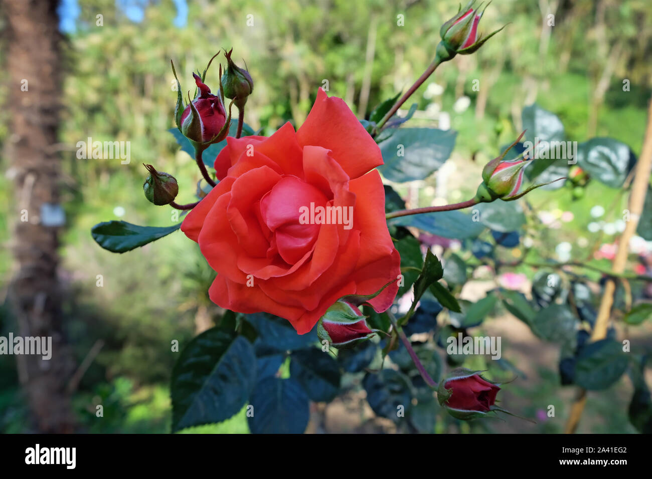 Orange bocciolo di rosa nel giardino in estate di close-up. Red Rose e boccioli chiuso nelle vicinanze. Foto Stock