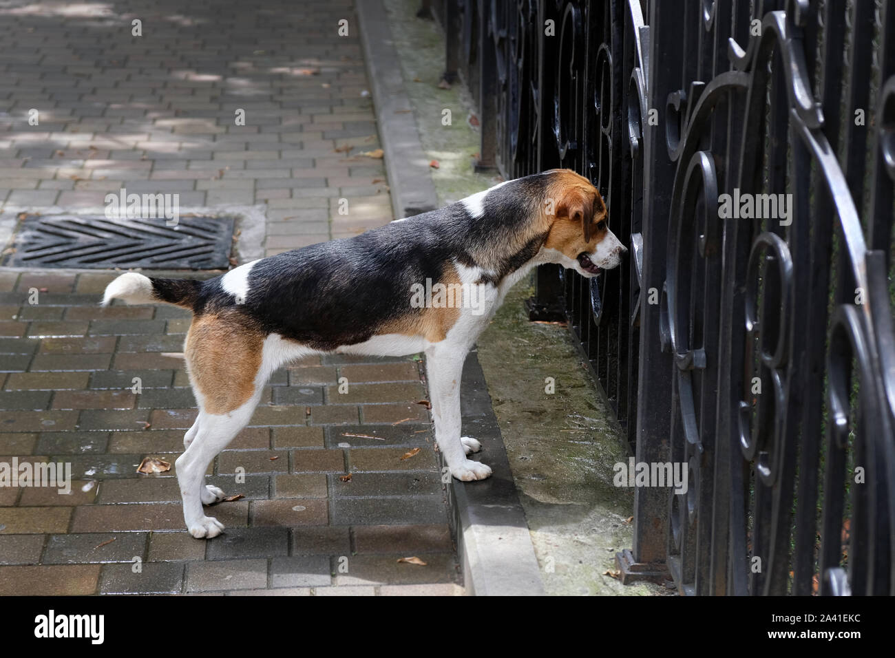 Il cane è nero con bianco e macchie marroni guardando la recinzione. Il cane guarda interessato nella recinzione in ferro, guardare ciò che sta accadendo dietro di lui. Foto Stock