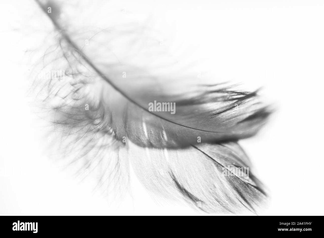 Padre uccello sul mirror. Messa a fuoco selettiva. BW Foto Stock
