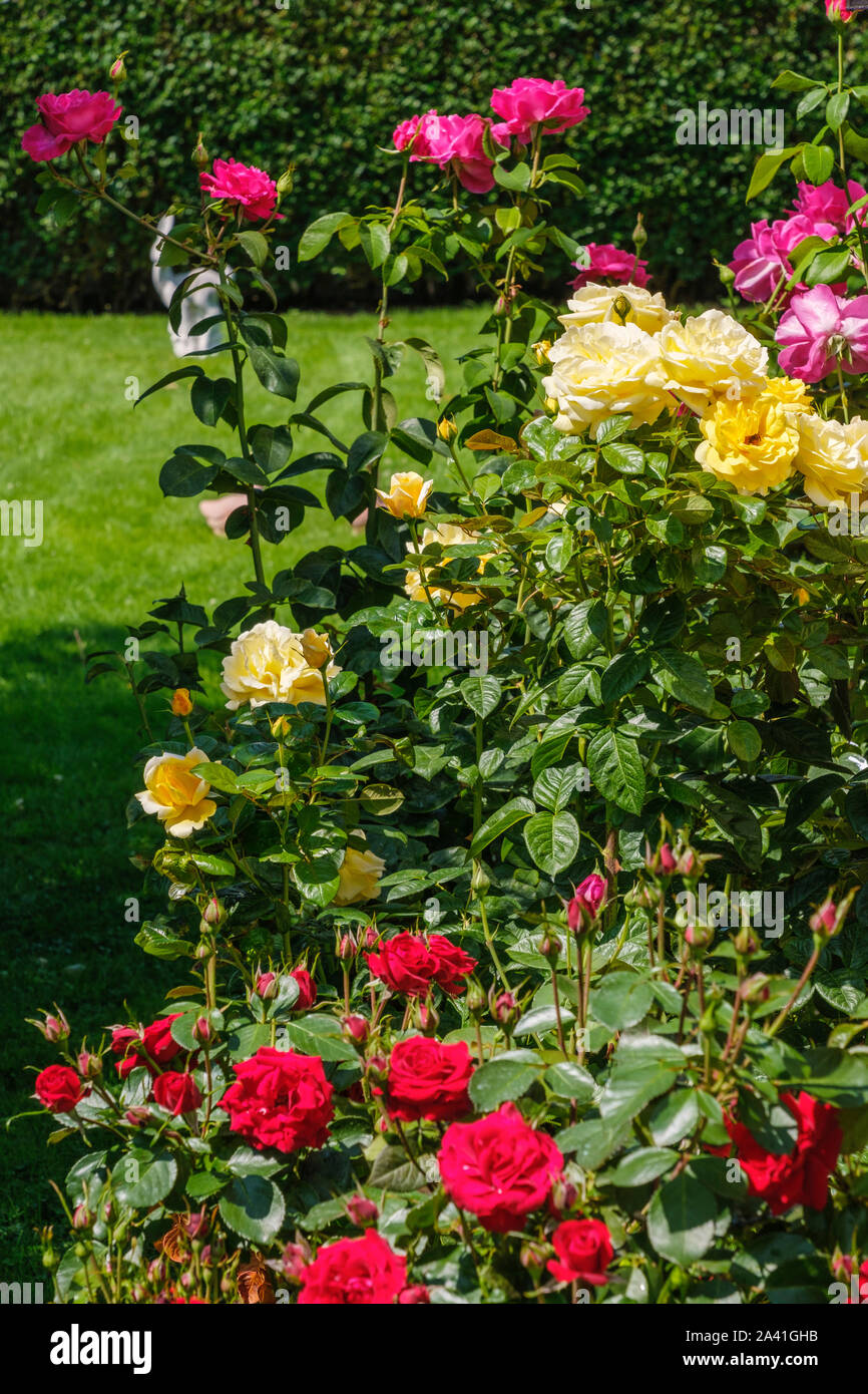 Bella rosa rossa con foglie verdi in un giardino. Spagna, Europa Foto Stock