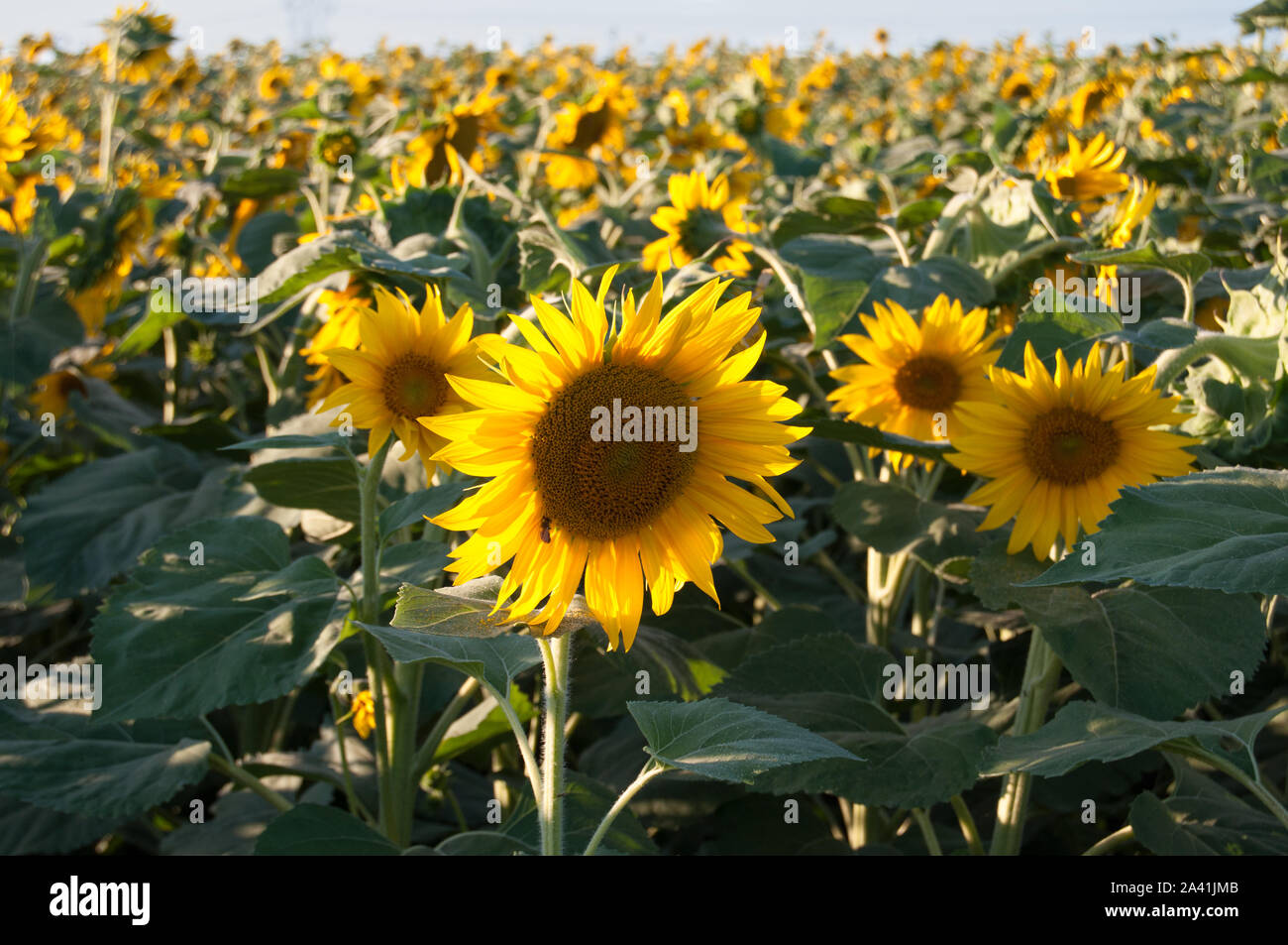 Bella, un enorme campo di girasoli. Foto Stock