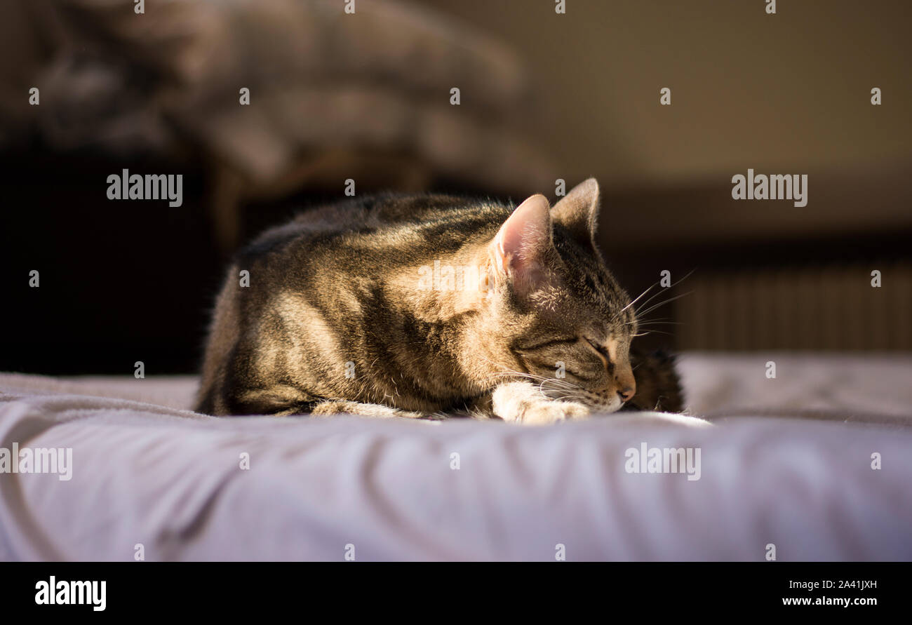 Un simpatico unione tabby cat rilassante sul letto Foto Stock