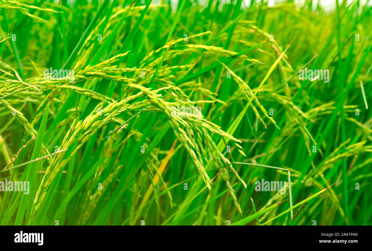 Riso Verde risaia. Riso piantagione. Organici di riso al gelsomino farm in Asia. La coltura del riso agricoltura. La bellissima natura dei terreni agricoli. Cibo asiatico. Paddy Foto Stock