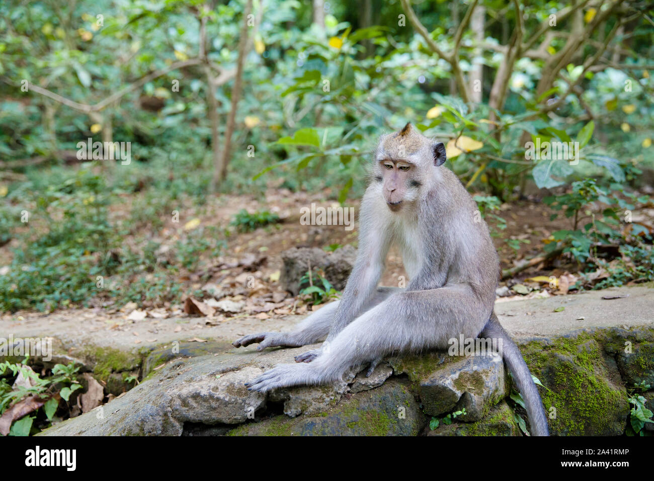 Seduta di scimmia nella foresta delle scimmie.close up. Ritratto di una  scimmia Foto stock - Alamy