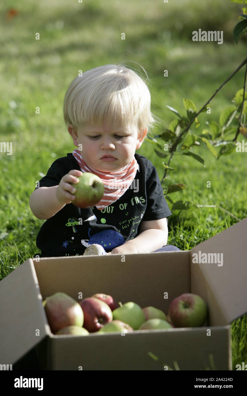 Giovane Maschio bambino Toddler immissione appena raccolto le mele nella casella Foto Stock