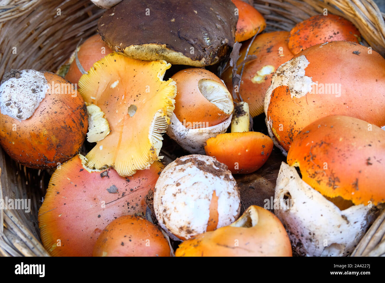 Funghi autunnali composizione. Boletus edulis funghi,ingredienti stagionali Foto Stock