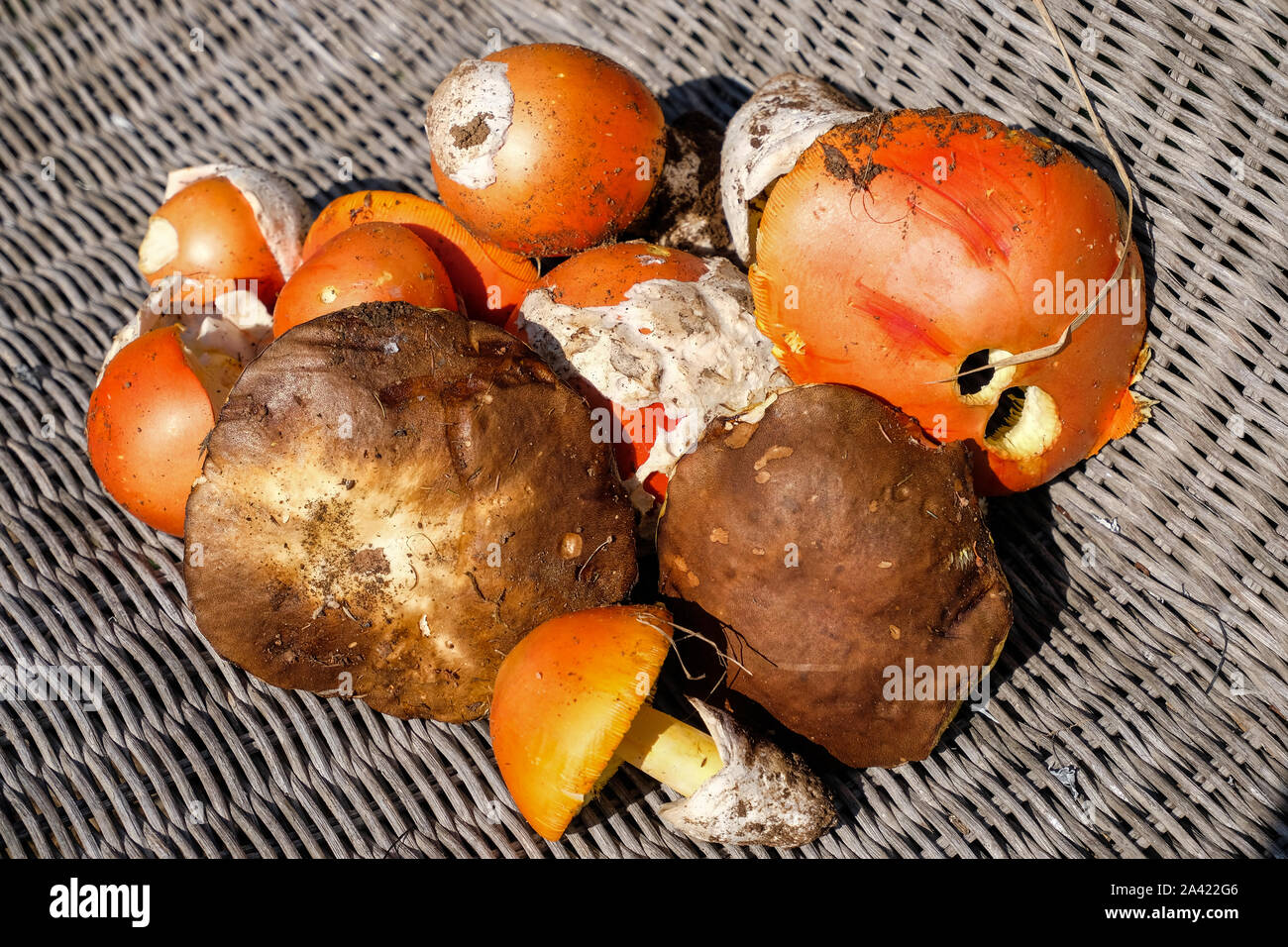 In autunno i funghi selvatici composizione.Boletus edulis funghi,ingrediente stagionale,Italia Foto Stock