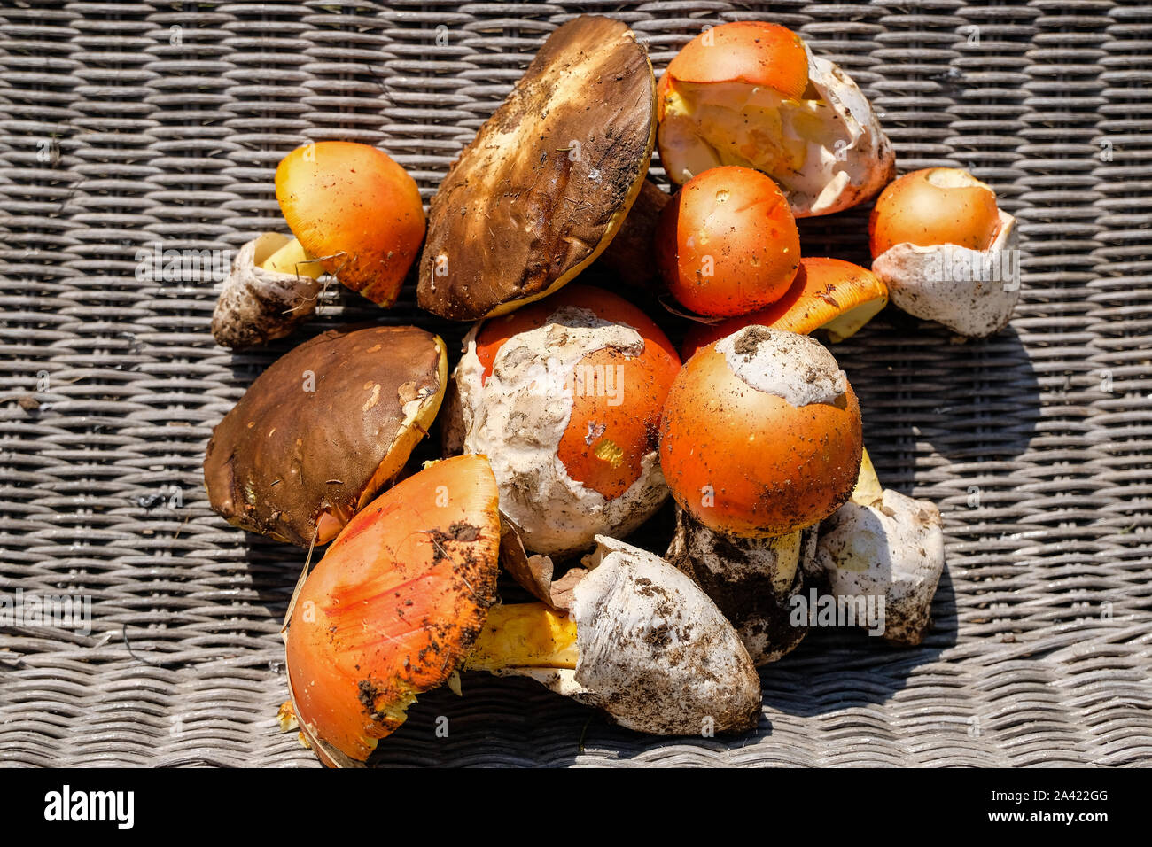 In autunno i funghi selvatici composition.edulis ovuli funghi,ingrediente stagionale,Italia Foto Stock