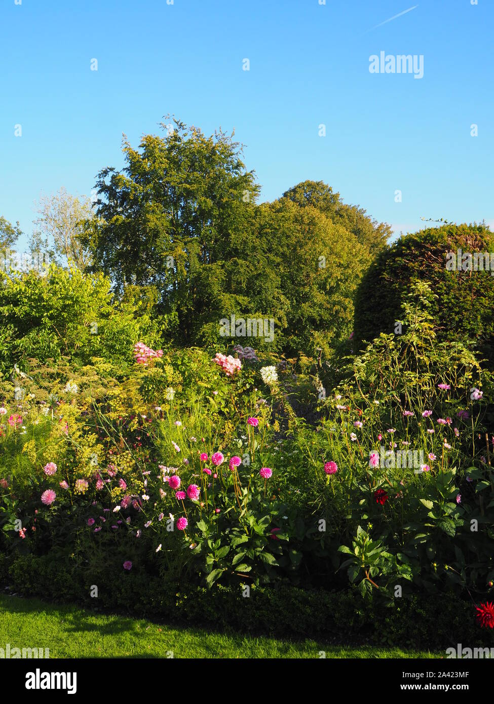 Chenies Manor giardino confine erbaceo nel settembre mostra Cosmo. Dalie in sfumature di colore rosa con varietà di piante e di alberi in background. Foto Stock