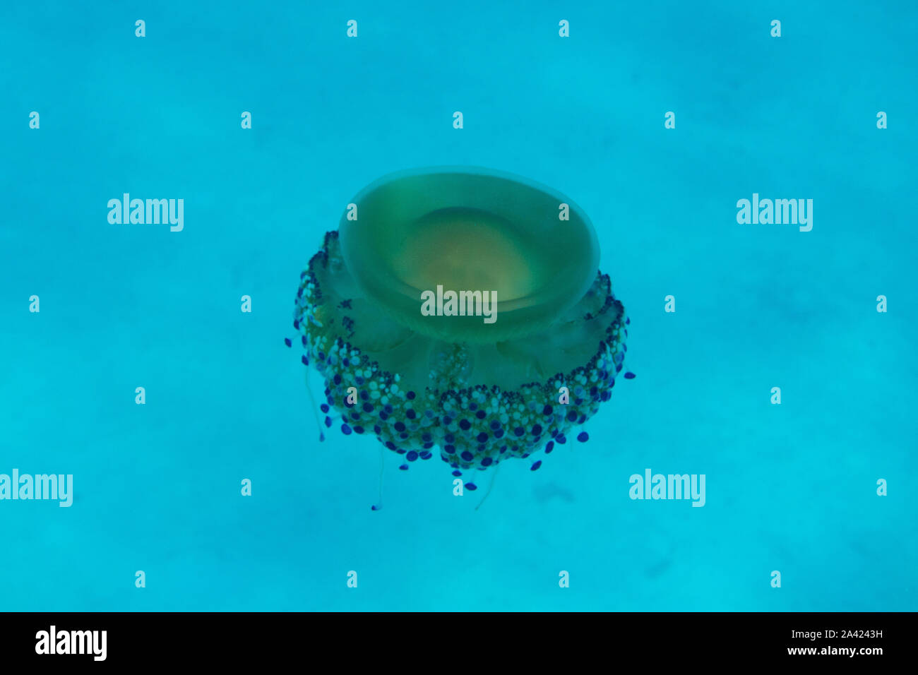 Meduse gialle (Cotylorhiza tuberculata) nel Mar Mediterraneo in Sardegna / Sardegna, Italia Foto Stock