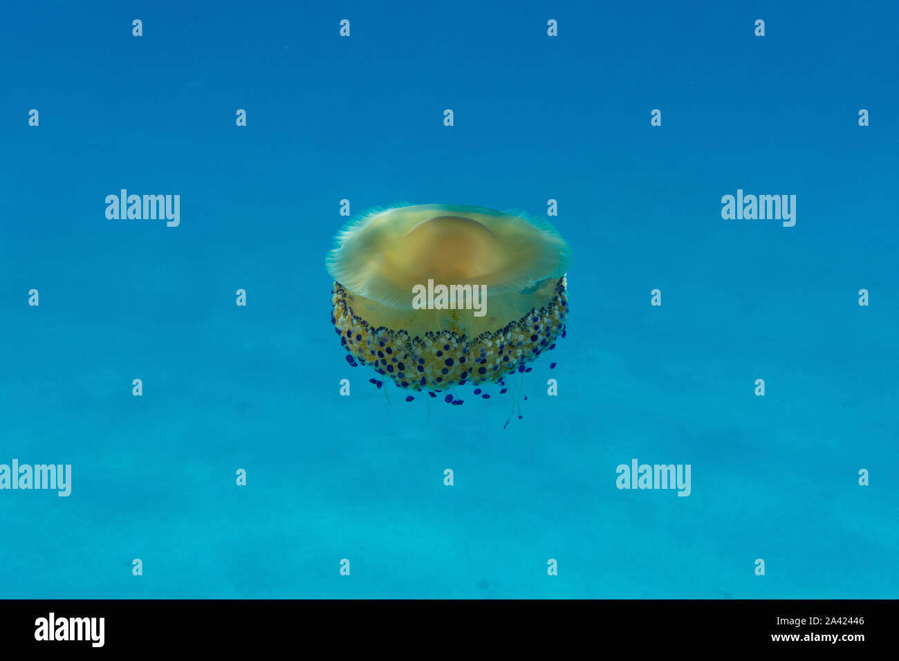 Meduse gialle (Cotylorhiza tuberculata) nel Mar Mediterraneo in Sardegna / Sardegna, Italia Foto Stock