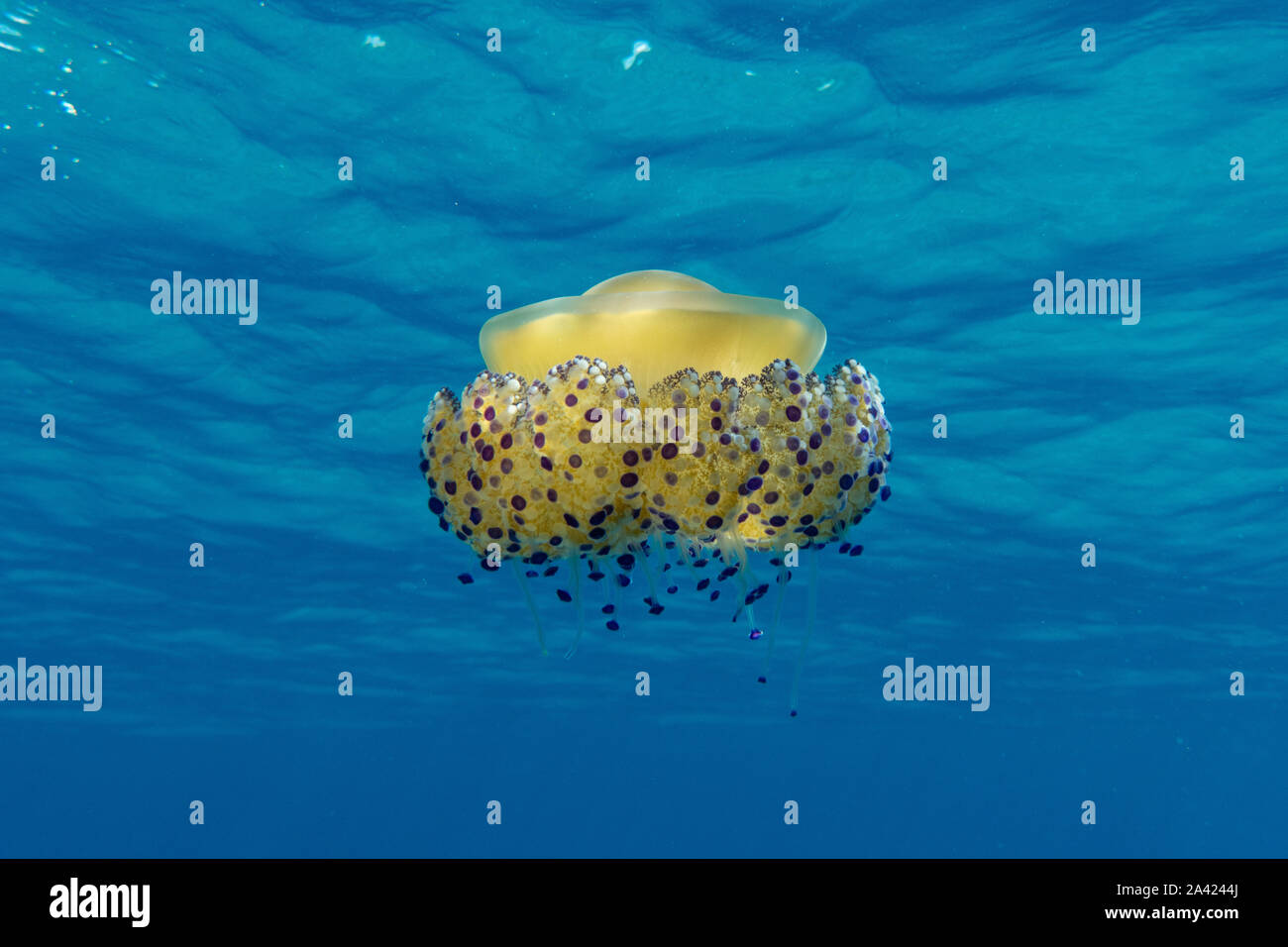 Meduse gialle (Cotylorhiza tuberculata) nel Mar Mediterraneo in Sardegna / Sardegna, Italia Foto Stock