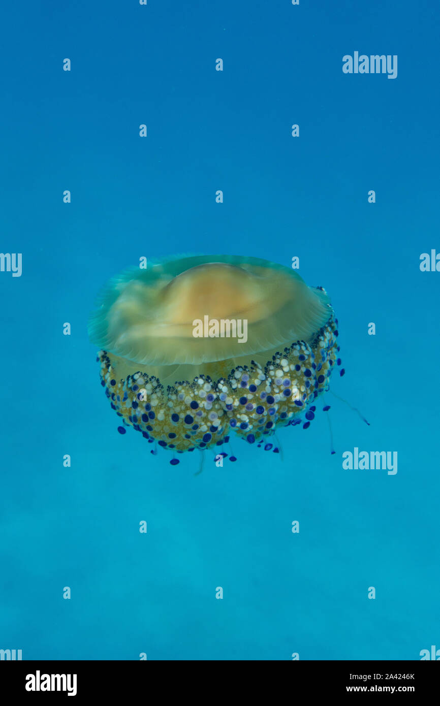 Meduse gialle (Cotylorhiza tuberculata) nel Mar Mediterraneo in Sardegna / Sardegna, Italia Foto Stock