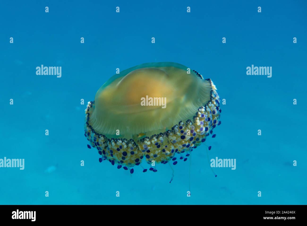 Meduse gialle (Cotylorhiza tuberculata) nel Mar Mediterraneo in Sardegna / Sardegna, Italia Foto Stock