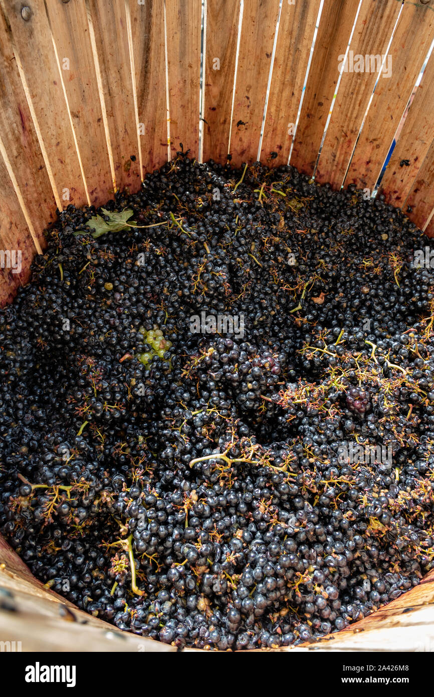 Le uve dopo essere stato ceremonially schiacciato dai piedi in un ceppo di legno iva a una festa del vino, La Rioja, Spagna, Europa Foto Stock