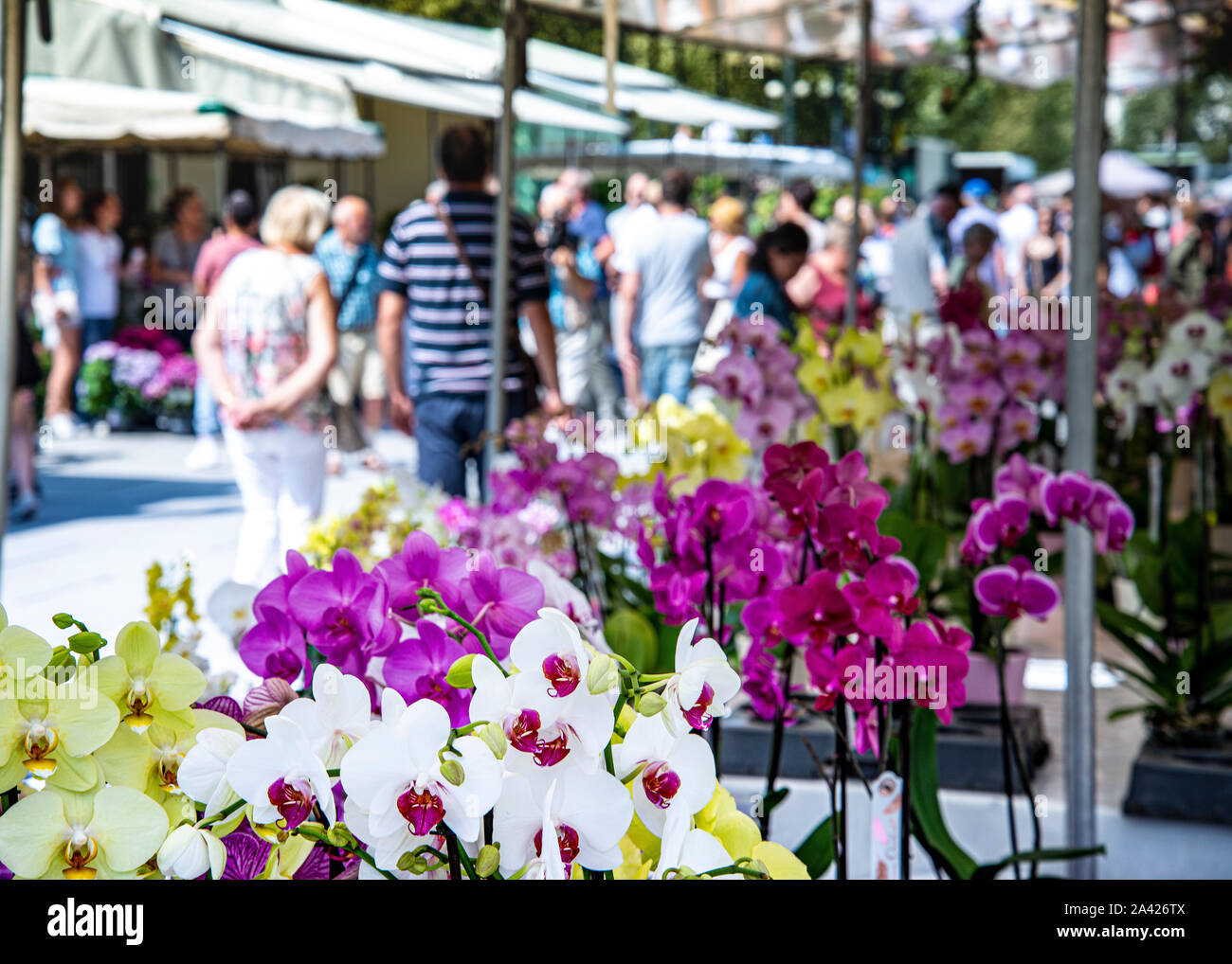 Orchidee colorate varie, nel mercato dei fiori pieno di persone alla ricerca di giardino, piante, Gand, mercato dei fiori, Foto Stock