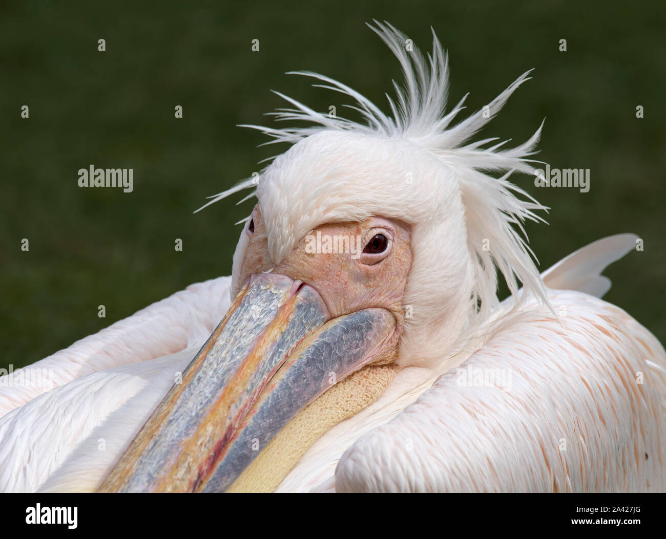 Great White Pelican, Pelecanus onocrotalus, ritratto, Martin Mere, Lancashire Foto Stock