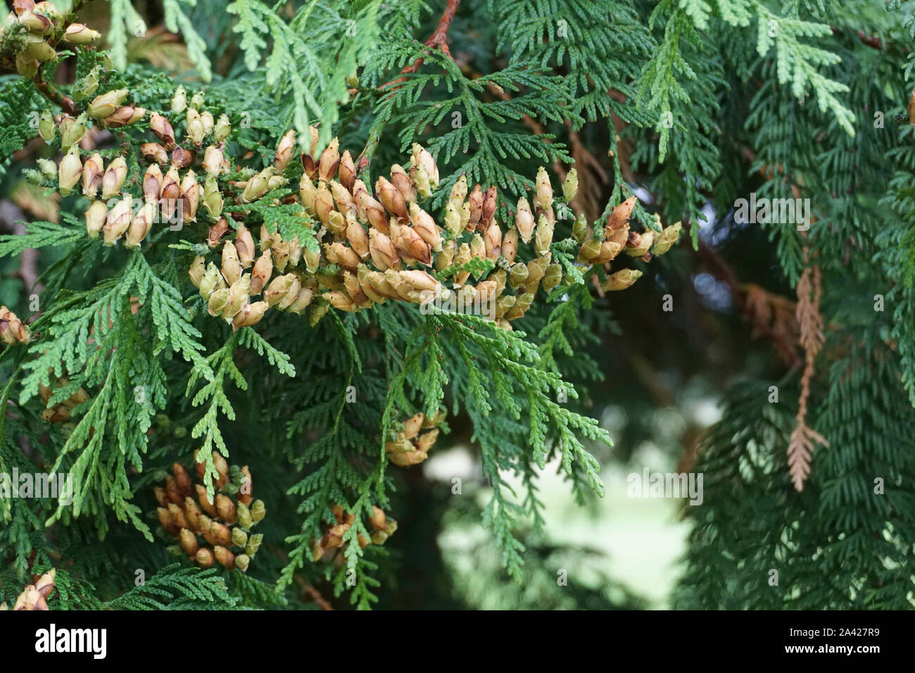 Close up dei coni di Thuja plicata-western red cedar tree. Foto Stock