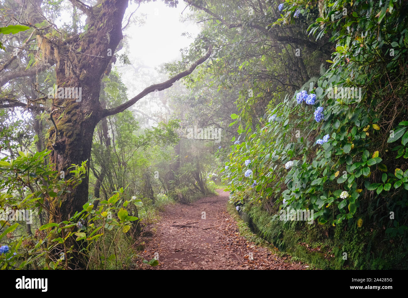 La nebbia sentiero nel bosco di Levada do Caldeirao verde sentiero, l'isola di Madeira, Portogallo. Hydrangea, hortensia fiori. Misty foresta. Levada Passeggiate. Escursione nella nebbia. Il portoghese di attrazione turistica. Foto Stock