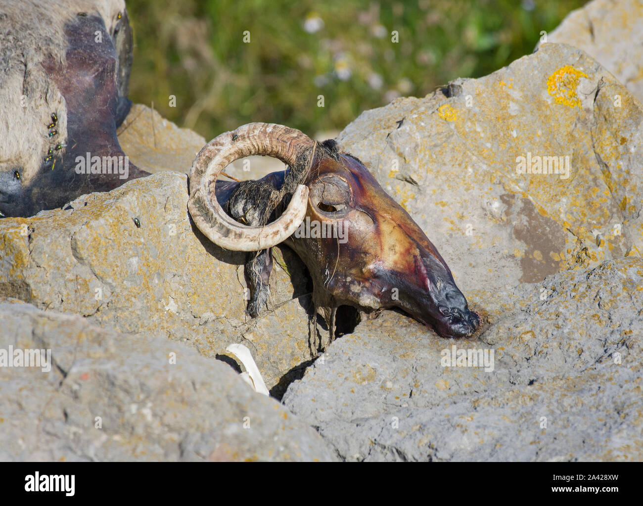 Cranio di pecora, sulla parete del mare, Morecambe Bay, Lancashire, Regno Unito Foto Stock
