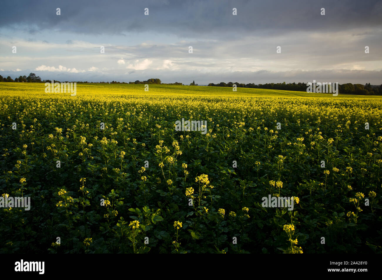 Seme di senape campo in Inghilterra. Foto Stock