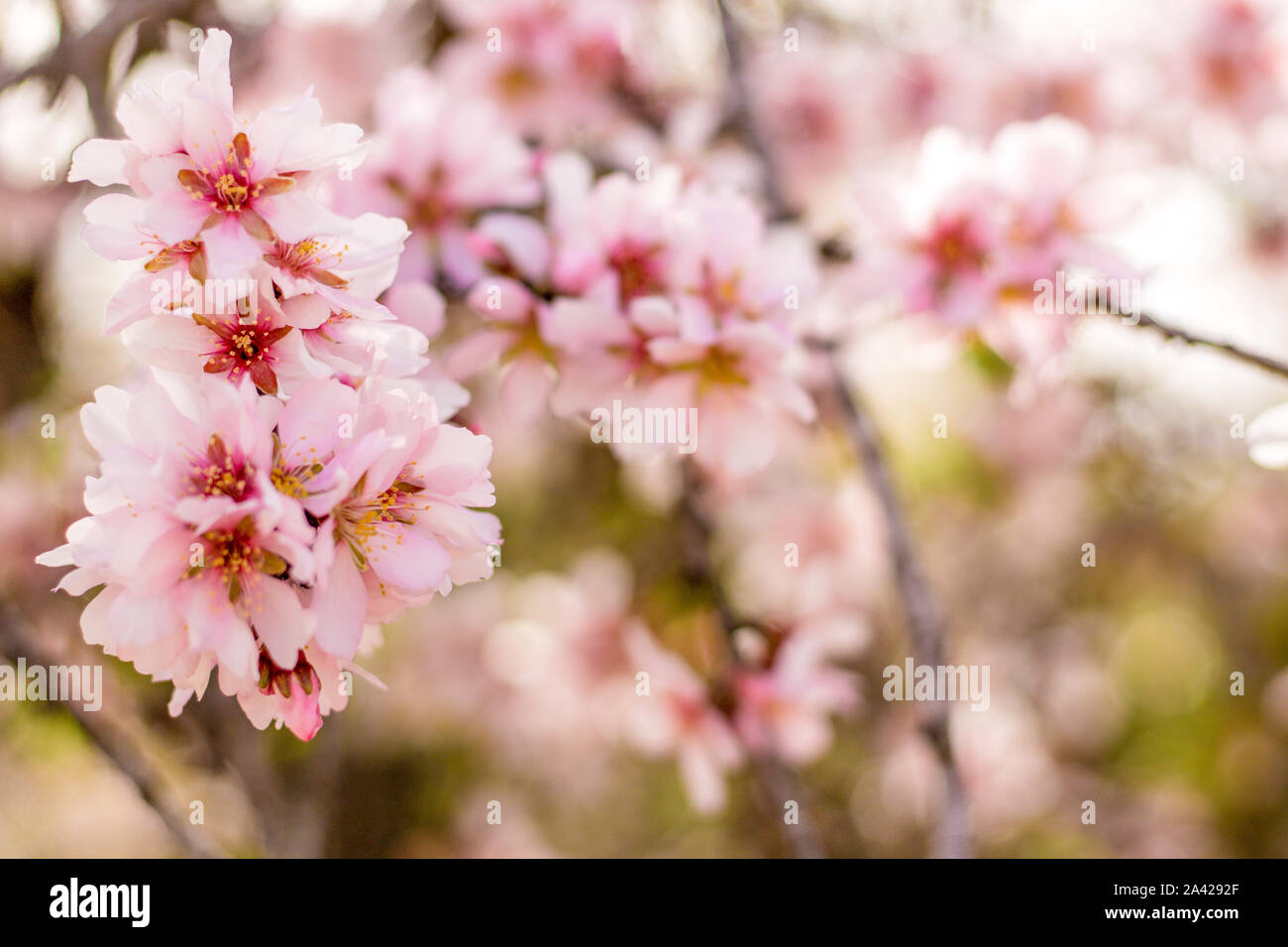 Bellissimi fiori di mandorlo sulla almont ramo di albero Foto Stock