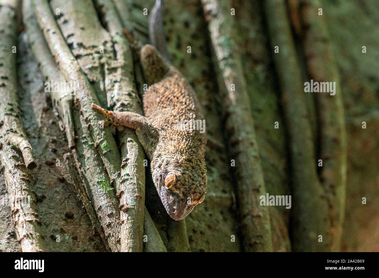 Red spotted indonesia geco ritratto close up macro Foto Stock