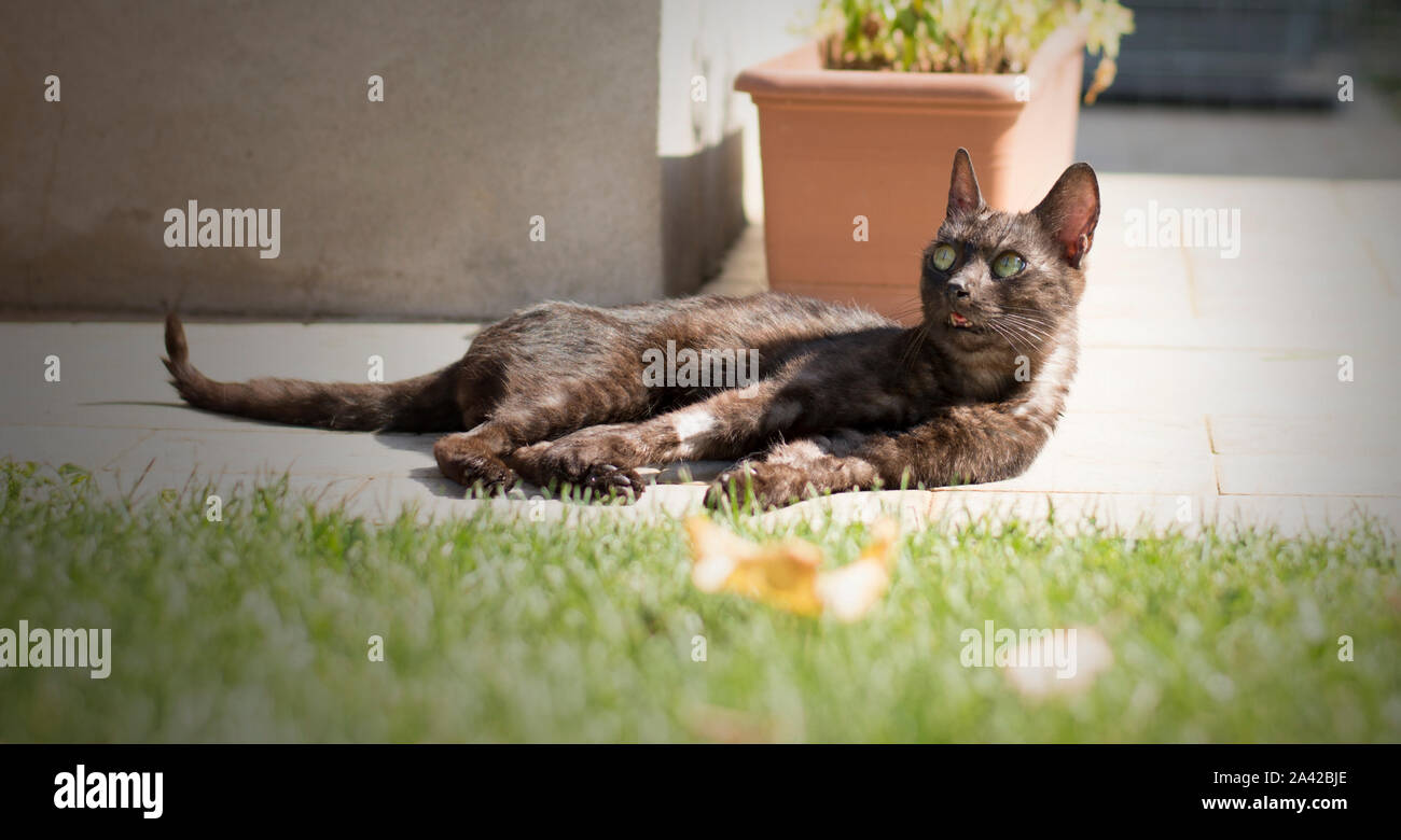 Un simpatico gatto europeo si rilassa in giardino Foto Stock