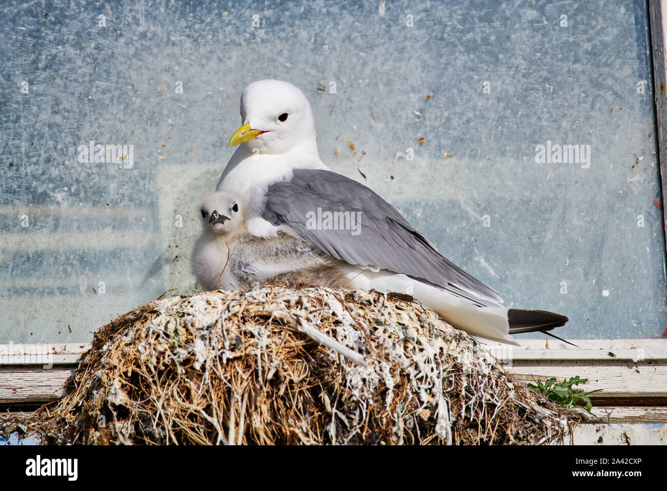 Gabbiano comune (Larus canus) o mare mew con pulcino nel nido sul davanzale, Andenes, Norvegia, Europa Foto Stock