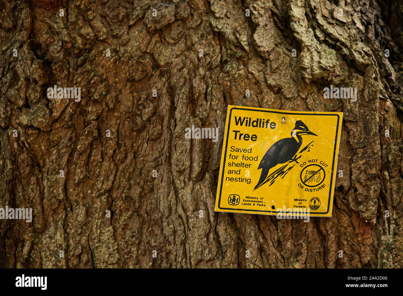 Vancouver, Canada - 10 Settembre 2019: Segno "albero della fauna selvatica, salvate per cibo e rifugio di nidificazione non tagliare o disturbare' trovato presso il Parco Stanley Foto Stock